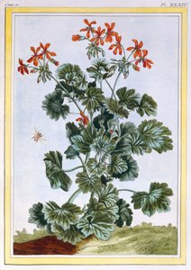 Keltakukkainen Cranesbill, n. 1776 (käsinvärinen kaiverrus)